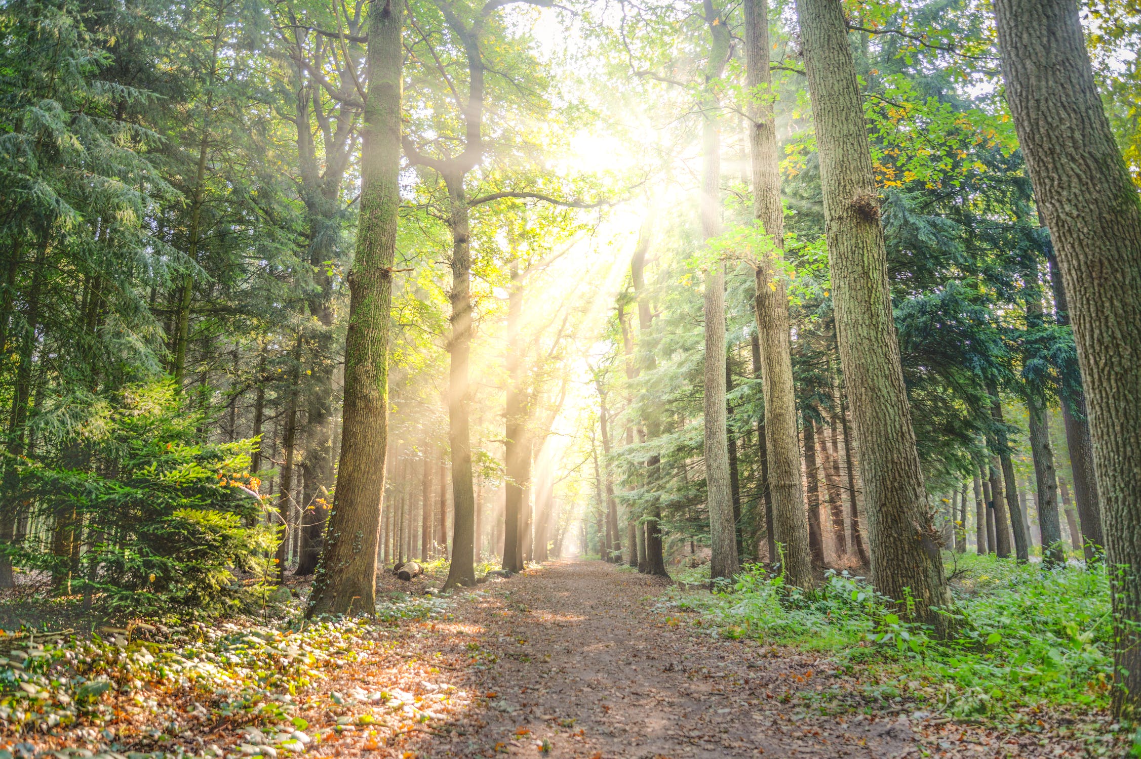 Scenic nature image representing fresh smiles